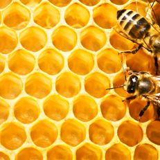 abejas,-cera-de-abejas-164714